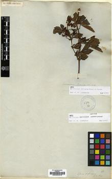 Type specimen at Edinburgh (E). Cuming, Hugh: 703. Barcode: E00003379.