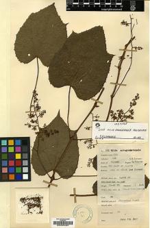 Type specimen at Edinburgh (E). Lawrence, Alexander: 162. Barcode: E00003381.