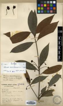 Type specimen at Edinburgh (E). Forrest, George: 17695. Barcode: E00003599.
