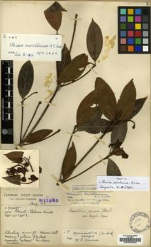 Type specimen at Edinburgh (E). Forrest, George: 11895. Barcode: E00003600.