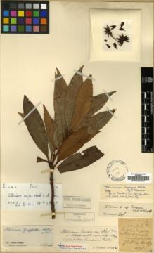 Type specimen at Edinburgh (E). Cavalerie, Pierre: 578. Barcode: E00003907.