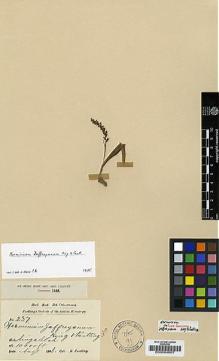 Type specimen at Edinburgh (E). Pantling, Robert: 237. Barcode: E00004007.
