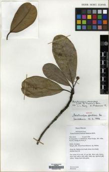 Type specimen at Edinburgh (E). Forest Research Institute Malaysia (KEP): FRI 41312. Barcode: E00004185.