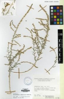 Type specimen at Edinburgh (E). Uotila, Pertti: 18455B. Barcode: E00004661.