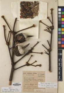 Type specimen at Edinburgh (E). Forrest, George: 22547. Barcode: E00005354.