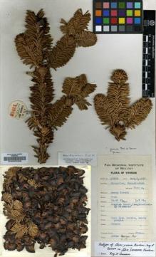 Type specimen at Edinburgh (E). Yu, Tse-tsun: 13983. Barcode: E00005366.