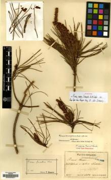 Type specimen at Edinburgh (E). Faurie, Urbain: 200. Barcode: E00005651.