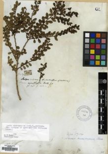 Type specimen at Edinburgh (E). Bridges, Thomas: 560. Barcode: E00005783.