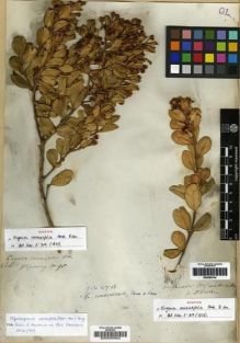 Type specimen at Edinburgh (E). Cuming, Hugh: 95. Barcode: E00005902.