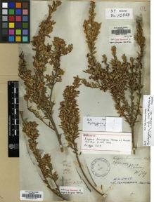 Type specimen at Edinburgh (E). Bridges, Thomas: 323. Barcode: E00005913.