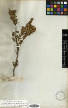 Type specimen at Edinburgh (E). Bertero, Carlo: 1765. Barcode: E00005914.