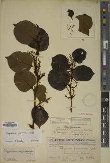 Type specimen at Edinburgh (E). Ducloux, Francois: 539. Barcode: E00006655.