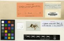 Type specimen at Edinburgh (E). Colenso, William: 3620. Barcode: E00007058.