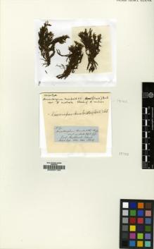 Type specimen at Edinburgh (E). Hooker, Joseph: 91. Barcode: E00007193.
