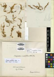Type specimen at Edinburgh (E). Menzies, Archibald: . Barcode: E00007195.