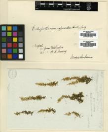 Type specimen at Edinburgh (E). Wallich, Nathaniel: . Barcode: E00007202.