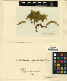 Type specimen at Edinburgh (E). Wallich, Nathaniel: . Barcode: E00007204.