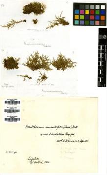Type specimen at Edinburgh (E). Wallich, Nathaniel: . Barcode: E00007206.