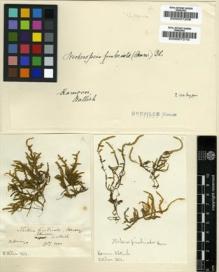 Type specimen at Edinburgh (E). Wallich, Nathaniel: . Barcode: E00007210.