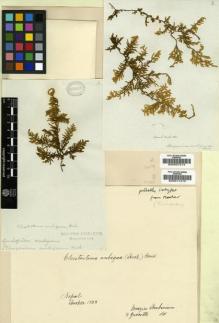 Type specimen at Edinburgh (E). Hooker, Joseph: . Barcode: E00007213.