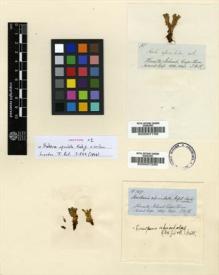 Type specimen at Edinburgh (E). Hooker, Joseph: 157. Barcode: E00007230.