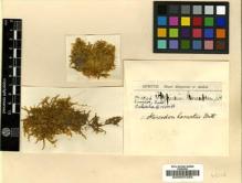 Type specimen at Edinburgh (E). Spruce, Richard: 1046. Barcode: E00007235.
