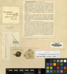 Type specimen at Edinburgh (E). Bell, William: 17. Barcode: E00007236.