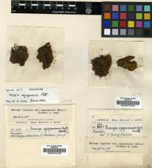 Type specimen at Edinburgh (E). Spruce, Richard: 45A. Barcode: E00007239.