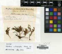 Type specimen at Edinburgh (E). Wallich, Nathaniel: . Barcode: E00007242.