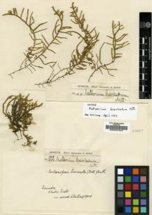 Type specimen at Edinburgh (E). Spruce, Richard: 1219/1220. Barcode: E00007244.