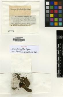 Type specimen at Edinburgh (E). Spruce, Richard: . Barcode: E00007249.