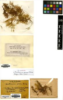 Type specimen at Edinburgh (E). Fleischer, Max: 348. Barcode: E00007251.