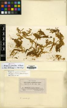 Type specimen at Edinburgh (E). Fleischer, Max: 327. Barcode: E00007254.