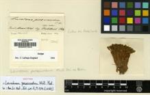 Type specimen at Edinburgh (E). De Robillard, Victor: . Barcode: E00007344.