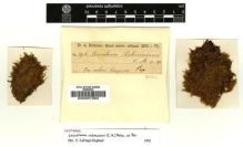 Type specimen at Edinburgh (E). Rehmann, Anton: 29B. Barcode: E00007382.