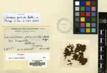Type specimen at Edinburgh (E). Merrill, Elmer: 6281. Barcode: E00007385.