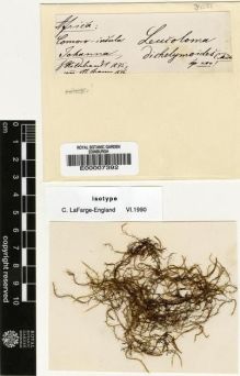 Type specimen at Edinburgh (E). Hildebrandt, Johann: . Barcode: E00007392.