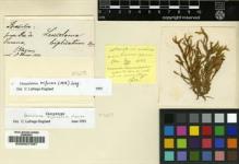 Type specimen at Edinburgh (E). Glaziou, Auguste: . Barcode: E00007397.
