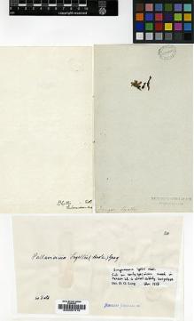 Type specimen at Edinburgh (E). Menzies Herbarium (MENH): . Barcode: E00007415.