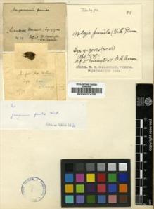 Type specimen at Edinburgh (E). Carrington, Benjamin: . Barcode: E00007426.