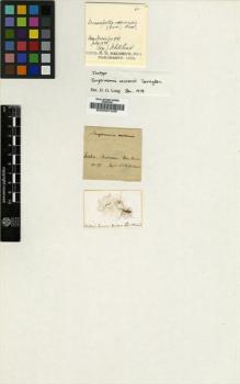 Type specimen at Edinburgh (E). Whitehead, John: . Barcode: E00007435.