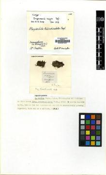 Type specimen at Edinburgh (E). : . Barcode: E00007441.