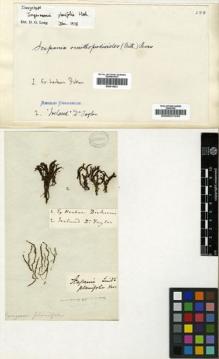 Type specimen at Edinburgh (E). Taylor, Thomas: . Barcode: E00007445.