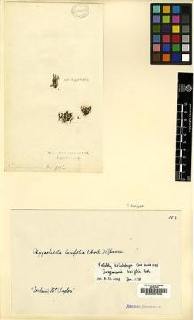 Type specimen at Edinburgh (E). Taylor, Thomas: . Barcode: E00007455.