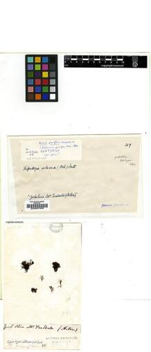 Type specimen at Edinburgh (E). Menzies Herbarium (MENH): . Barcode: E00007458.