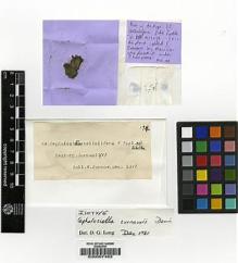 Type specimen at Edinburgh (E). Curnow, W.: . Barcode: E00007463.