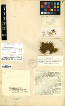 Type specimen at Edinburgh (E). Bell, William: 28A. Barcode: E00007464.