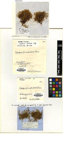 Type specimen at Edinburgh (E). Taylor, Thomas: . Barcode: E00007465.