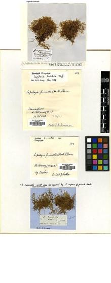 Type specimen at Edinburgh (E). Taylor, Thomas: . Barcode: E00007466.