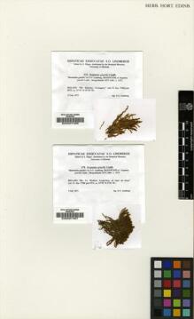 Type specimen at Edinburgh (E). Lindberg, Sextus: 278. Barcode: E00007467.